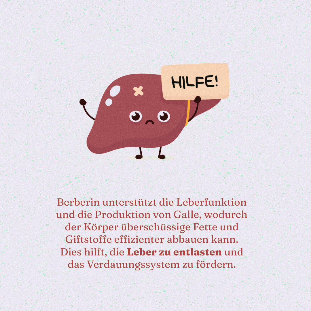 Die natürliche Unterstützung von Leber und Galle: Wie Berberin eine wichtige Rolle spielen kann