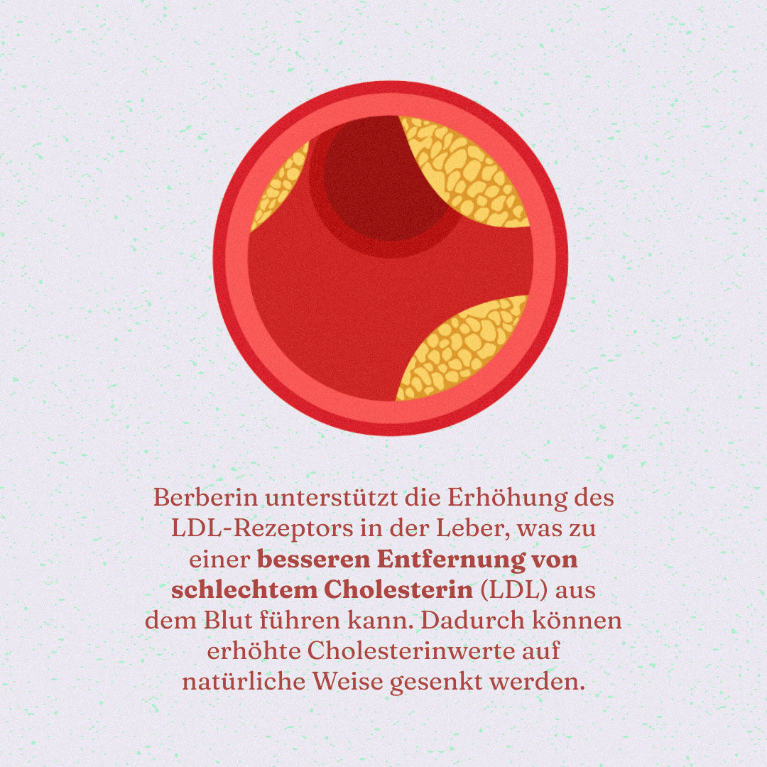 Berberin und Cholesterin: BerBerSan™ als natürliche Unterstützung für deine Lebergesundheit