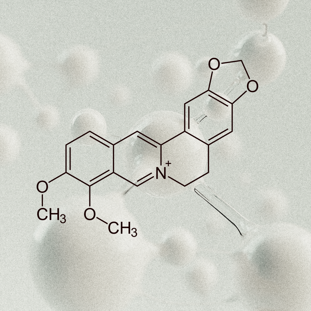 Berberin und Cholesterin: Was uns eine bedeutende Studie aus 2004 zeigt